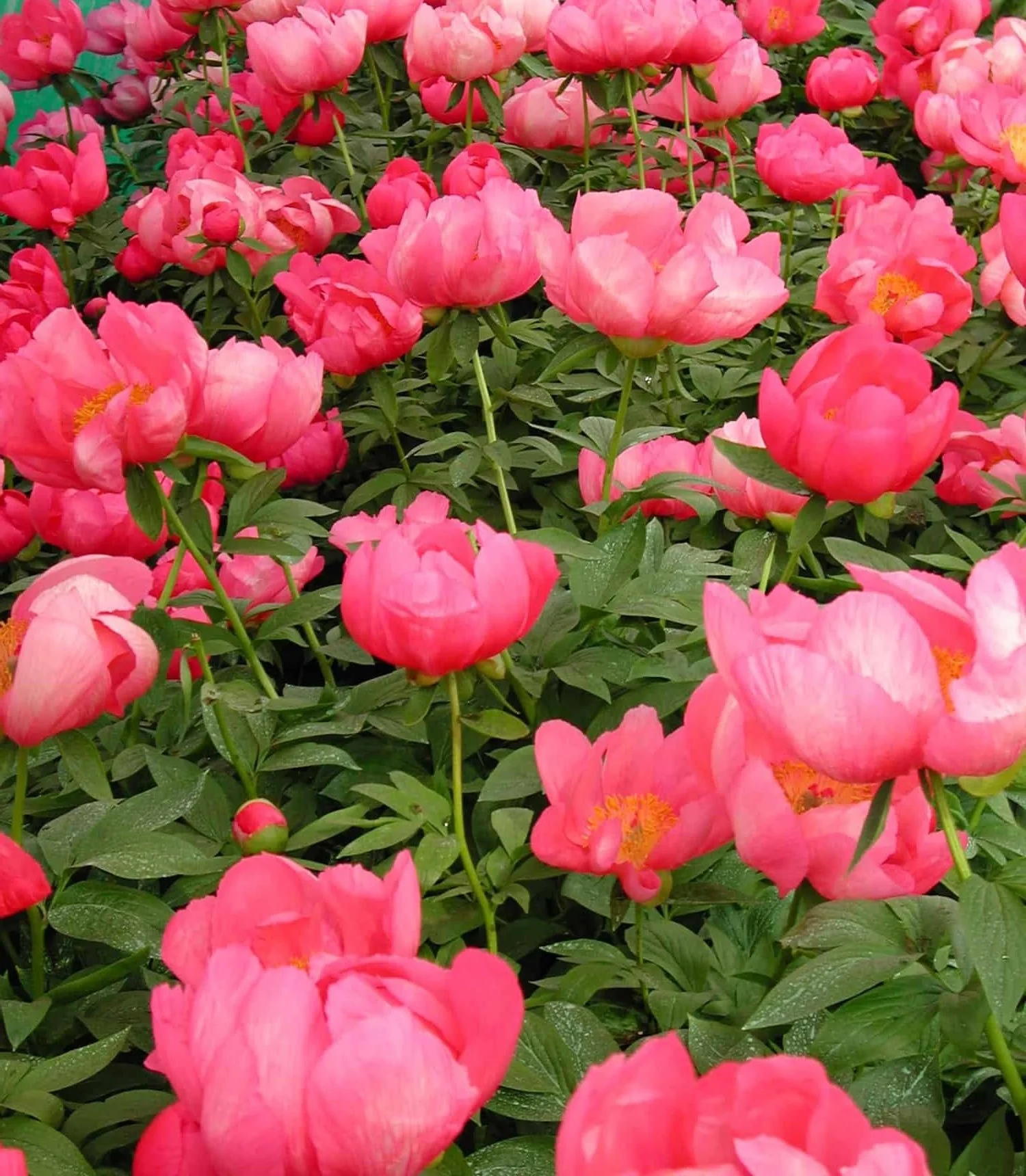 Paeonia-Flame-11.jpg