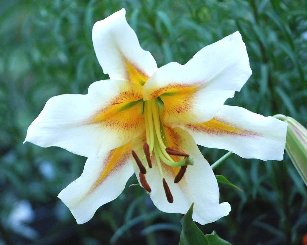 'White Luminaries'  The Lily Garden
