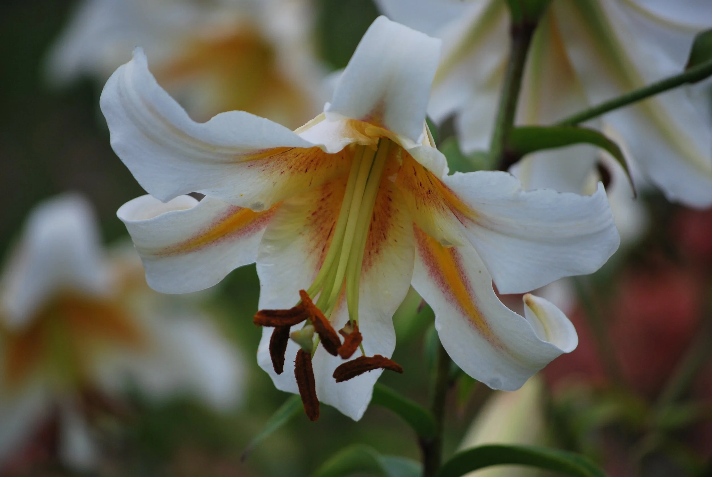 LuminariesDSC_4075.JPG