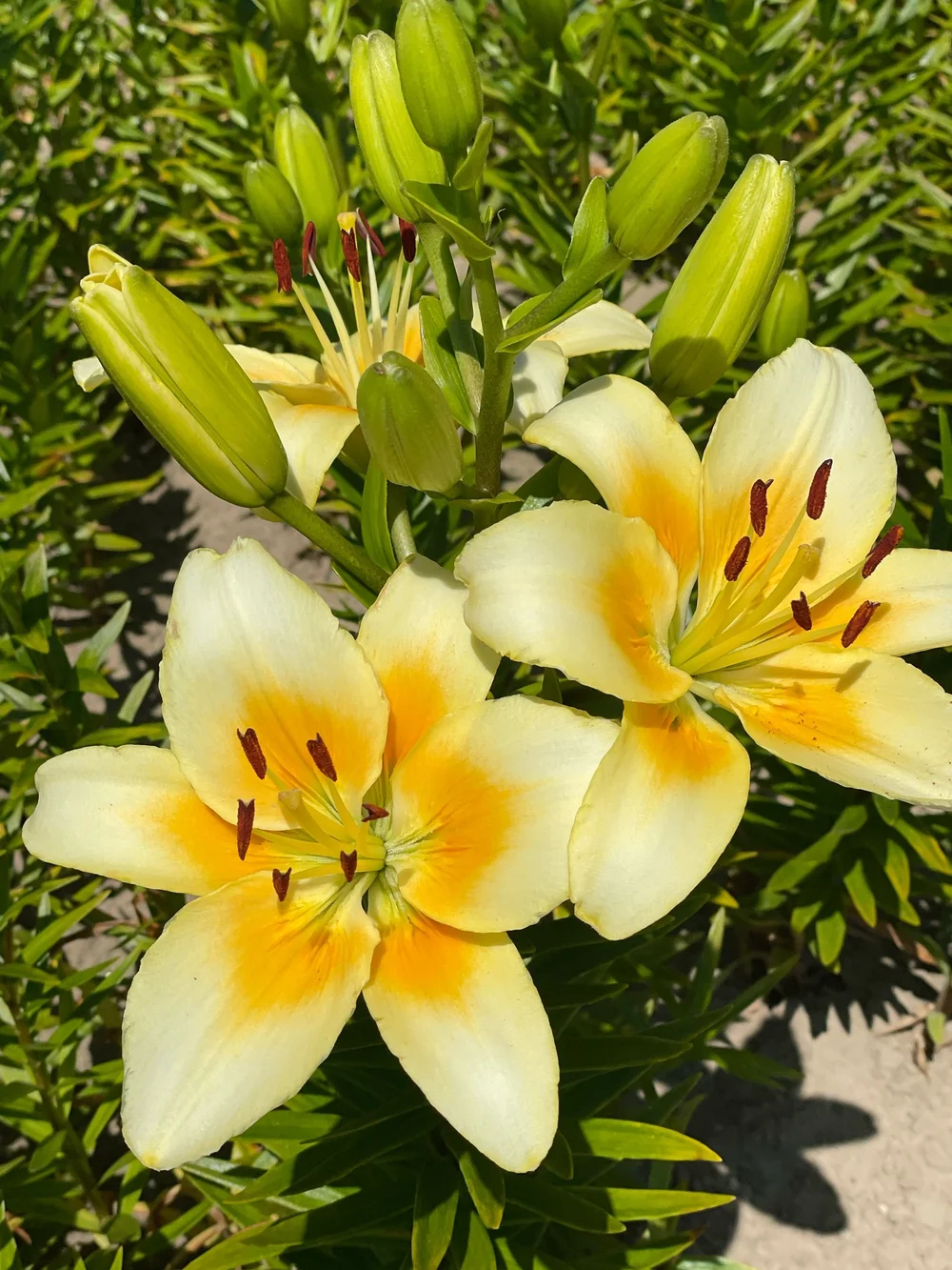 Asiatic lilies - The Lily Garden — The Lily Garden