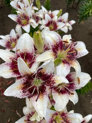Tribal Kiss' — The Lily Garden