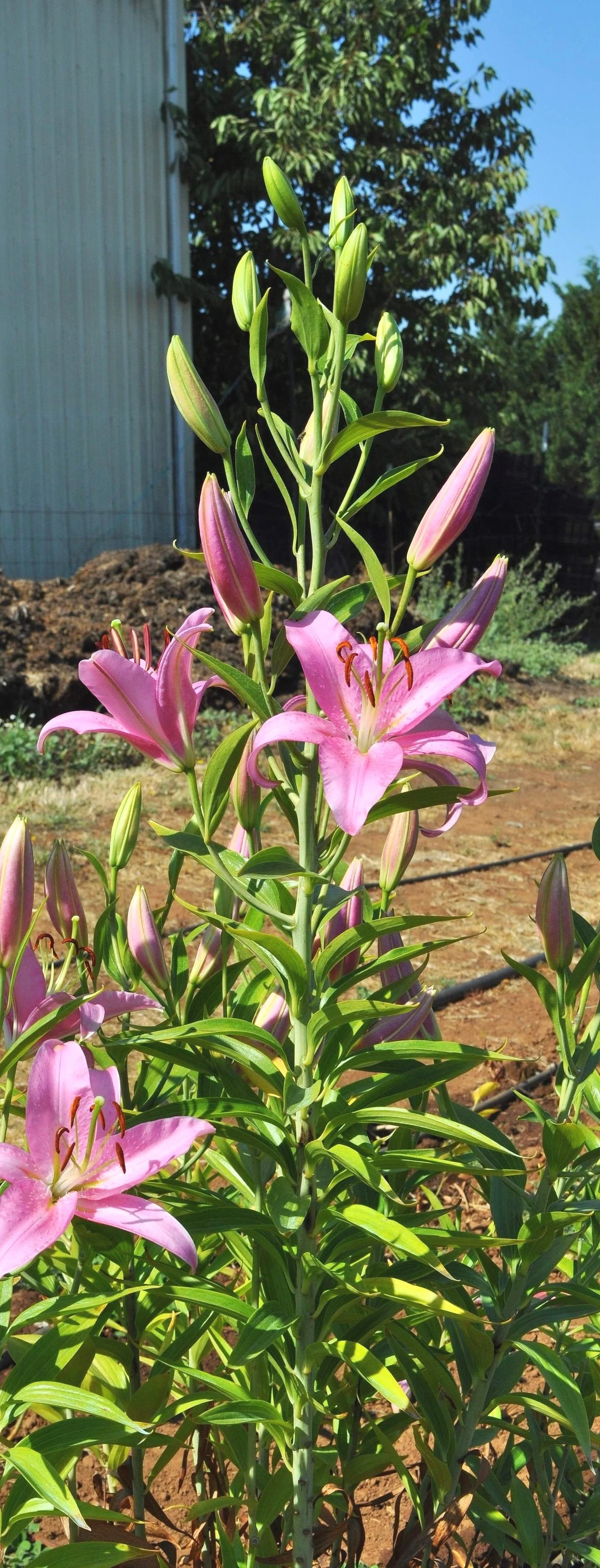 City of Macau' (Mak-Leek) — The Lily Garden