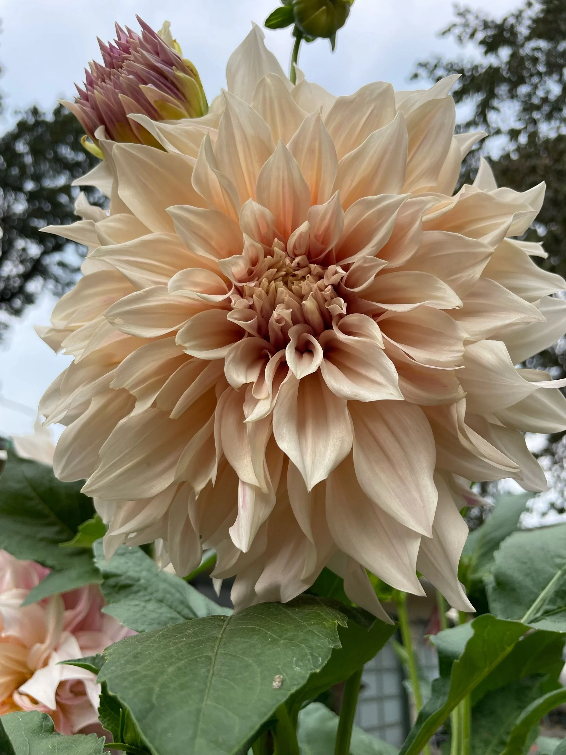 Dahlia 'Cafe Au Lait'