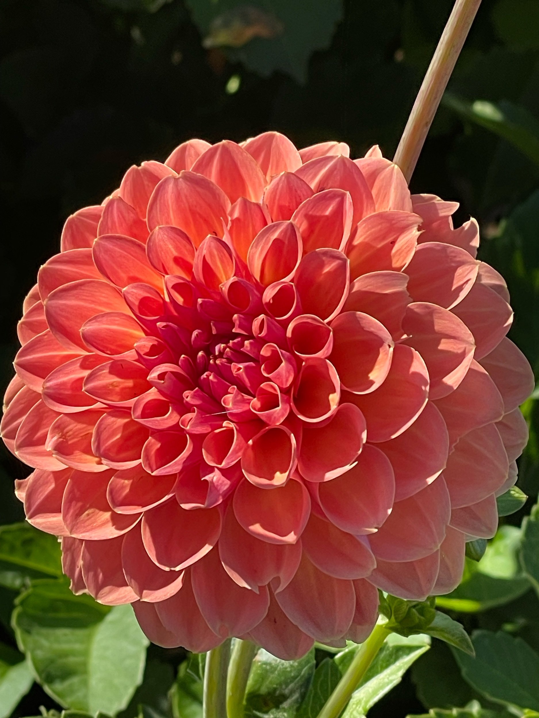 Dahlia 'Orange Breeze'