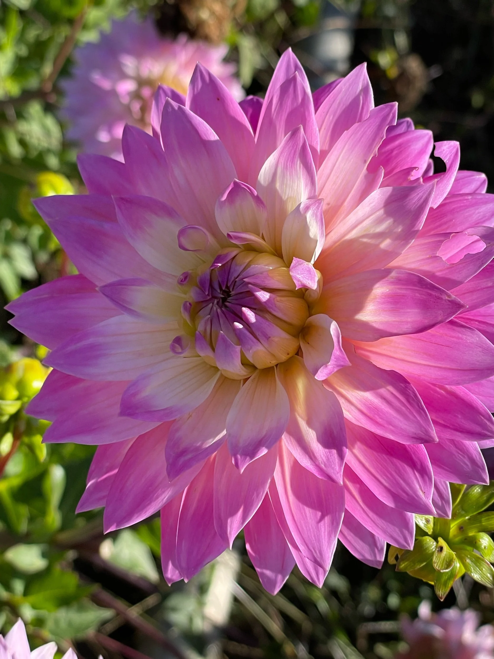 Dahlia 'Miss Delilah'