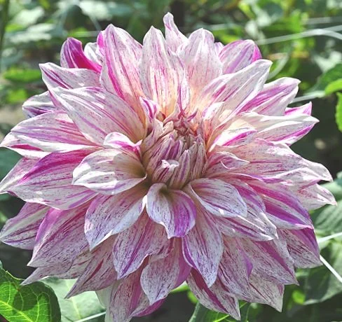 dahlia-cafe-au-lait-twist.jpg