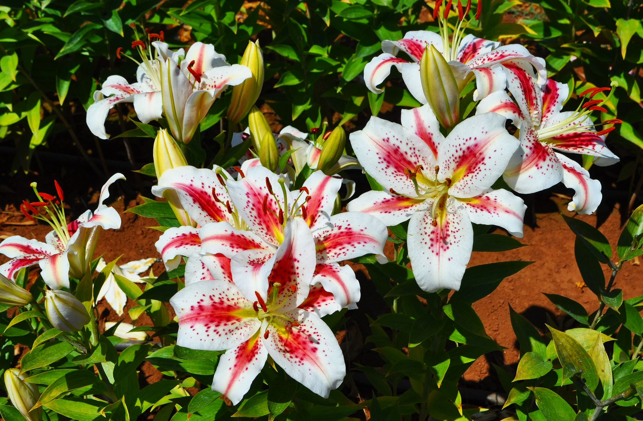 その他 lily New! 'Belizean Sunrise' (Mak-Leek) — The Lily Garden