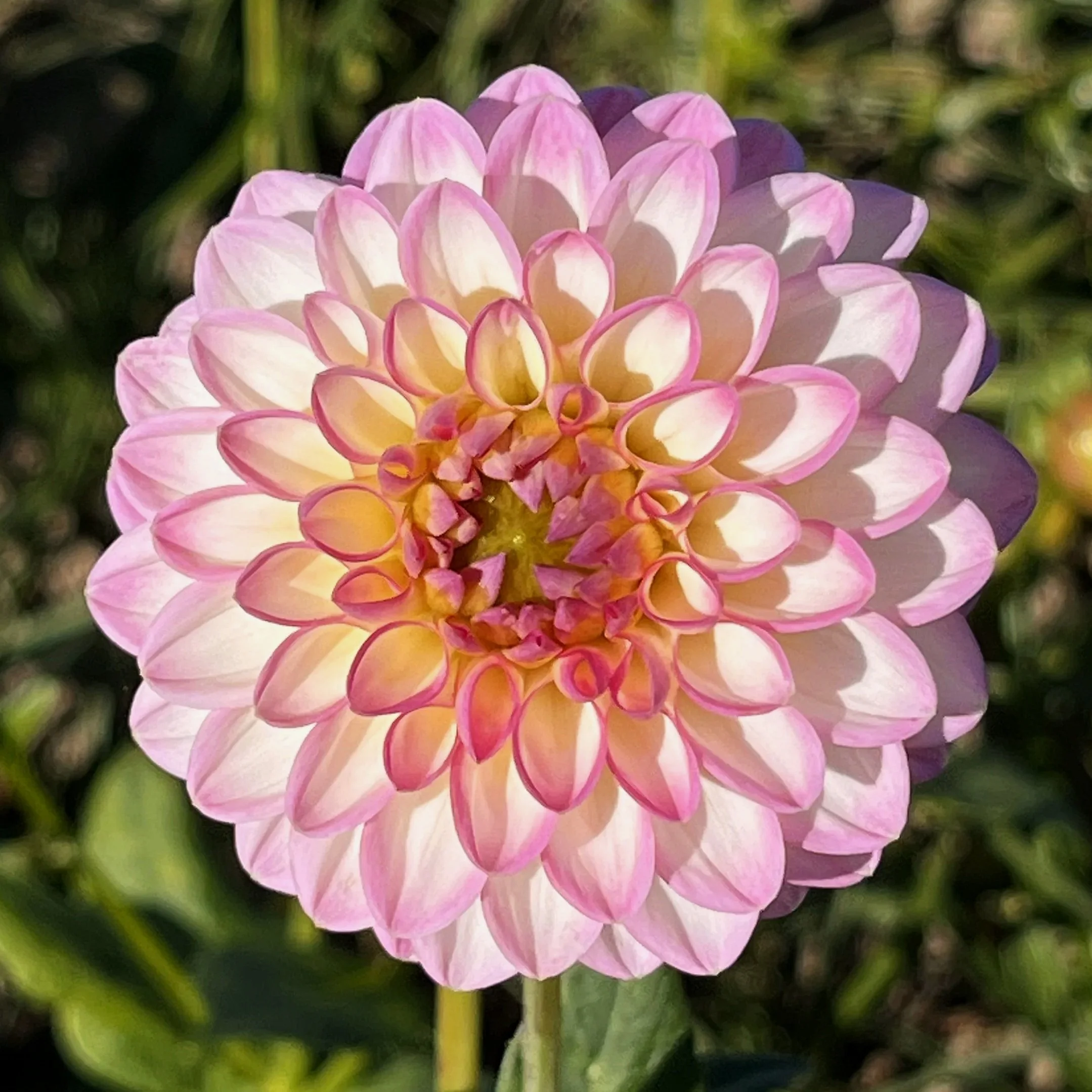 Dahlia 'Arbatax'