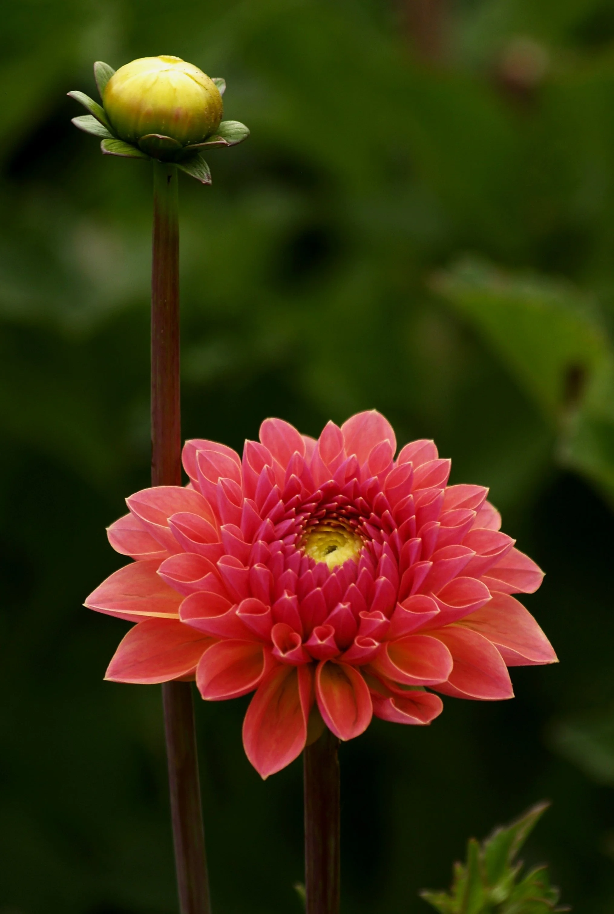Dahlia+Orange+Breeze+P8158688+AY.jpg