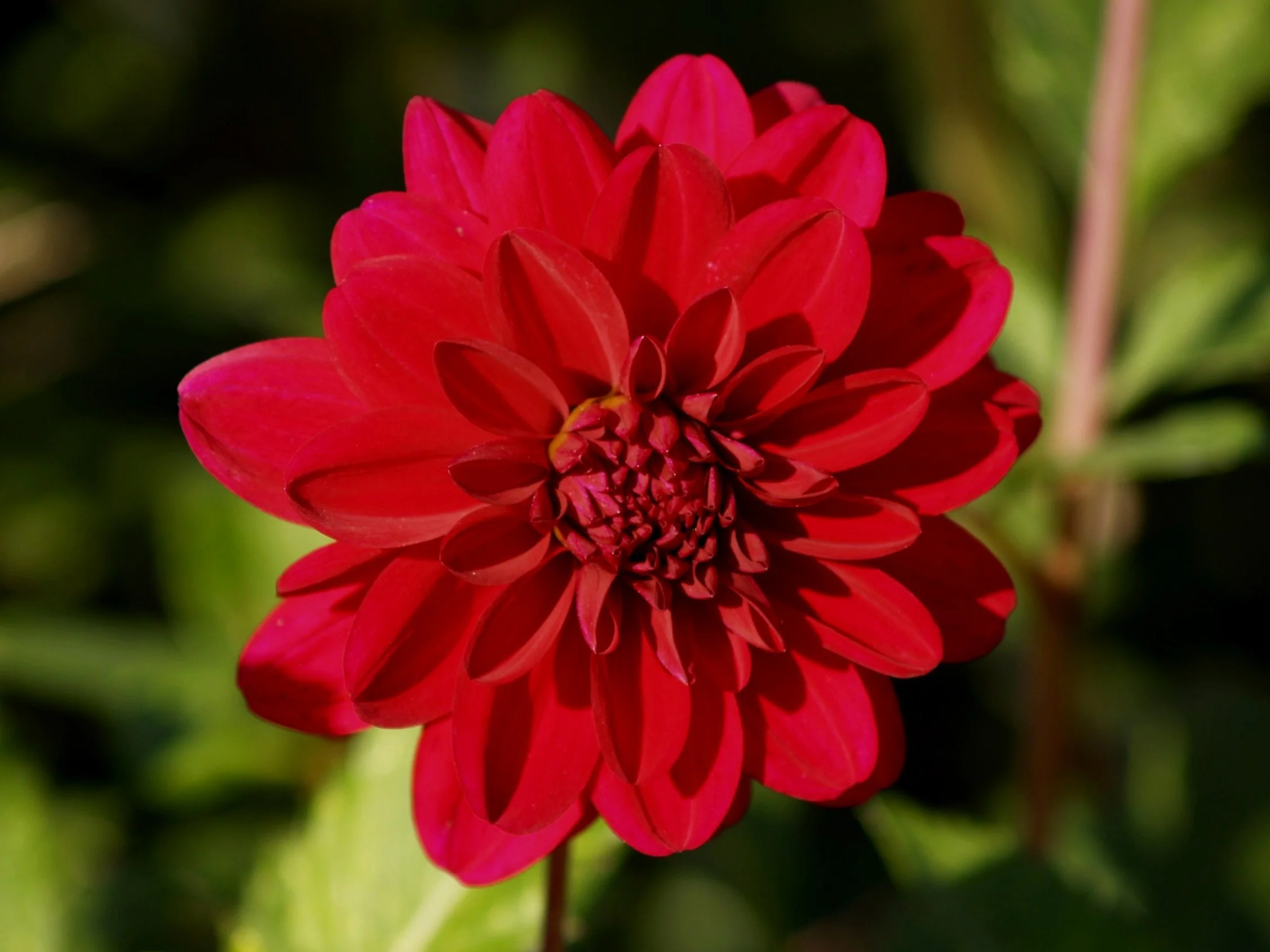 Dahlia+Karma+Naomi+PA239650+AY.jpg