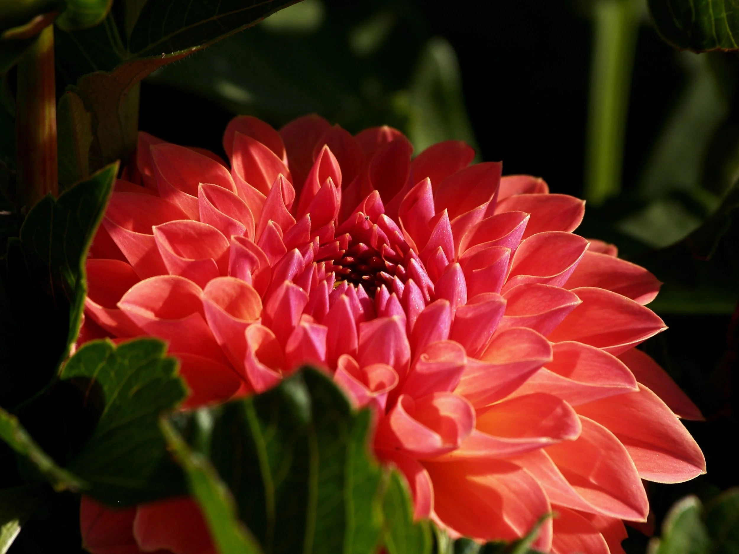 Dahlia+Orange+Breeze+P8168850+AY.jpg