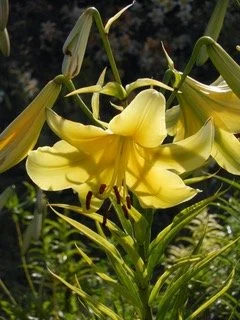 New! 'Alleluia' (sherwin)