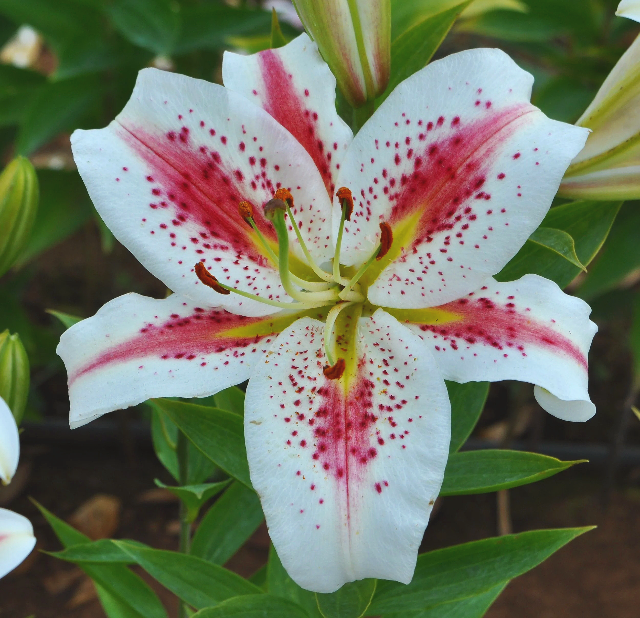 Mak-Leek Specials — The Lily Garden