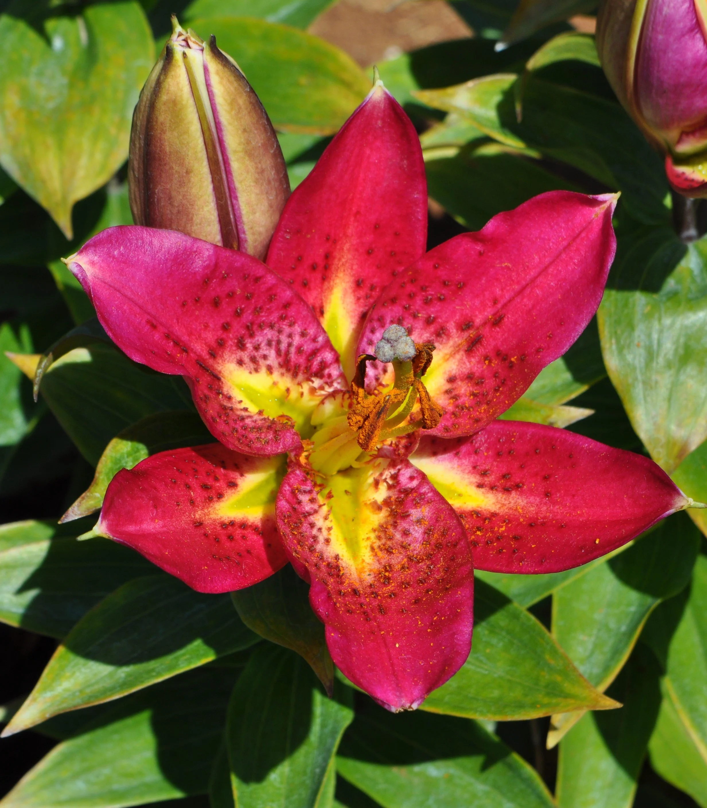 Mak-Leek Specials — The Lily Garden