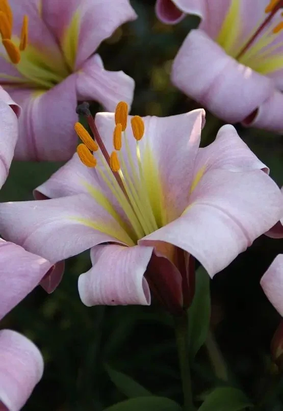 lilium_pink_planet_jpg.jpg