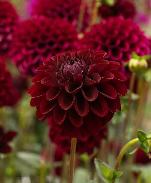 Dahlia 'Maroon Fox'