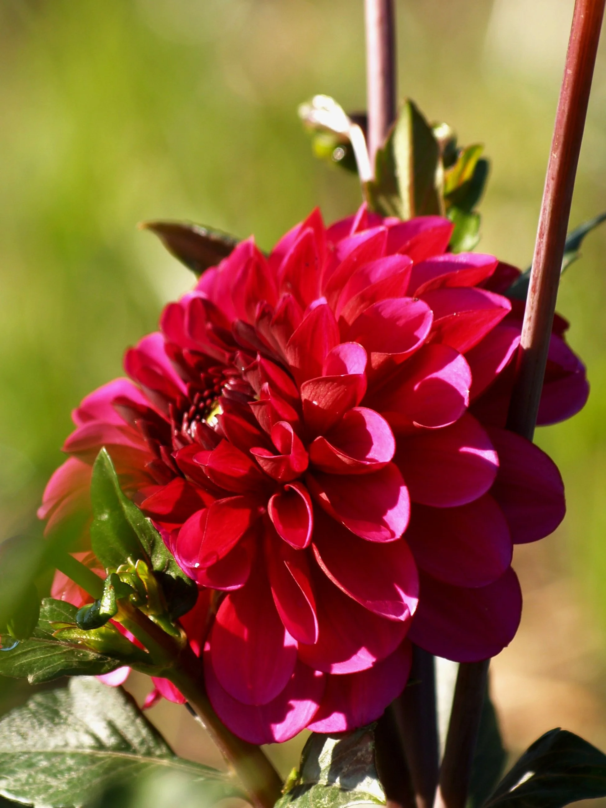Dahlia+Lilac+Ball+P8309100+AY.jpg