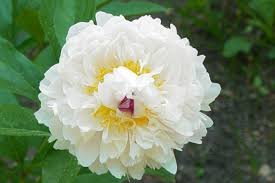 Peony 'Frances Willard'