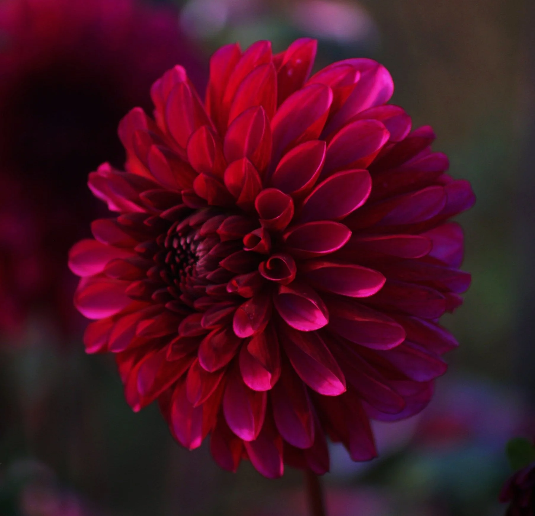 Dahlia+Lilac+Ball+PA239703+AY.jpg