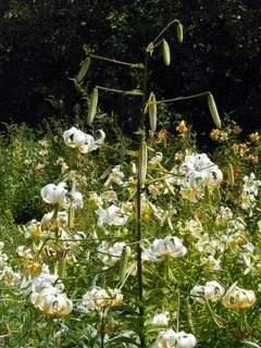 New! ‘Ivory Tower’ (Sherwin)