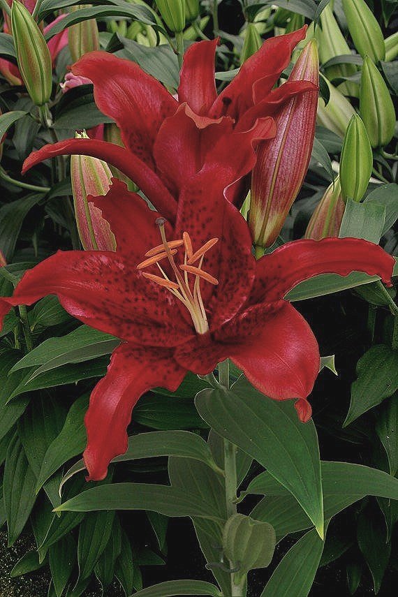 lilium-red-flash-3896.jpg