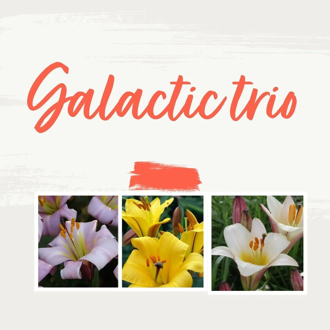 New! Galactic trio
