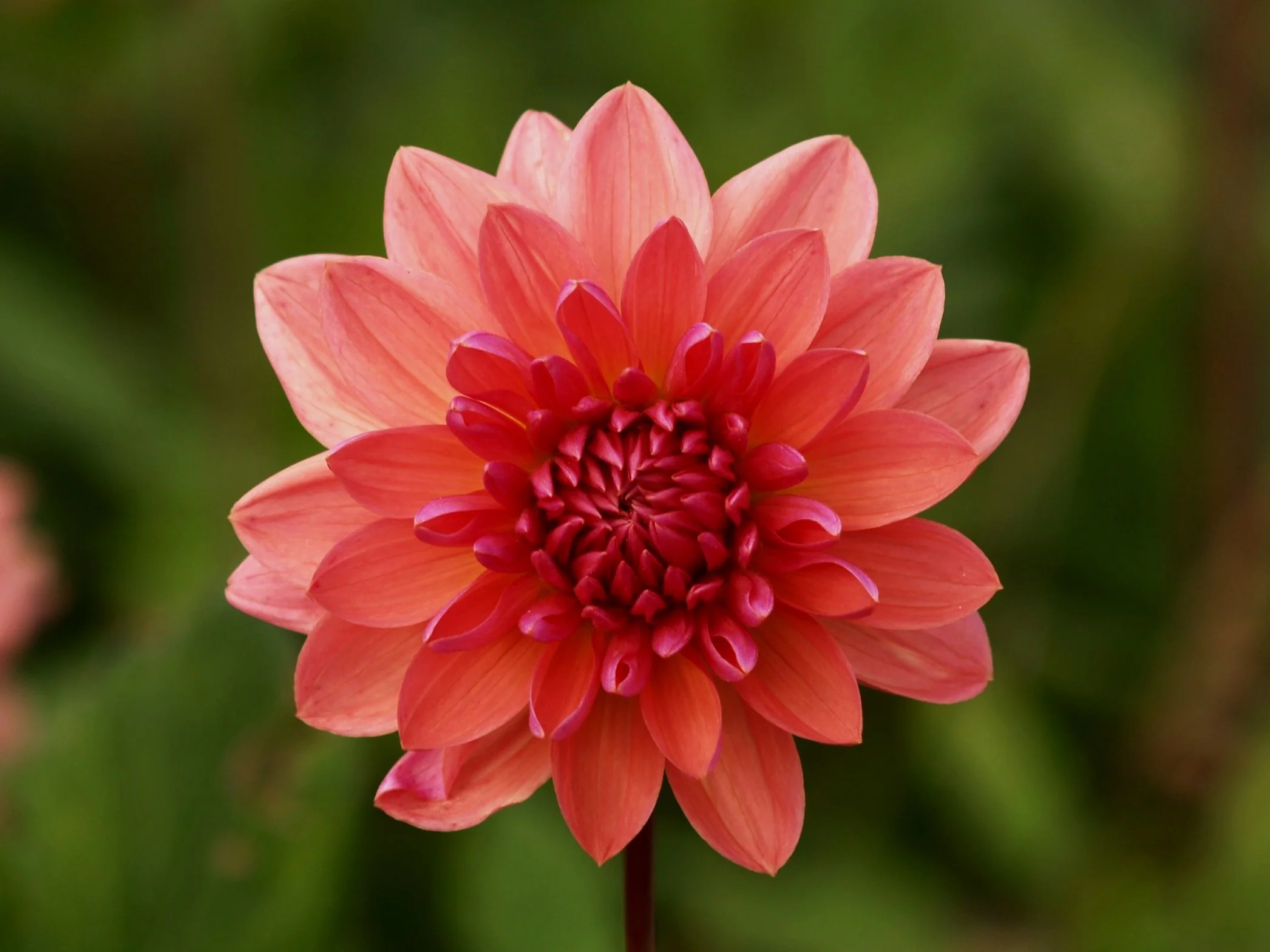Dahlia+Dutch+Pearl+PA239583+AY.jpg