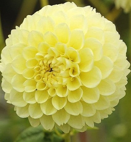 Dahlia 'Banana Baby'