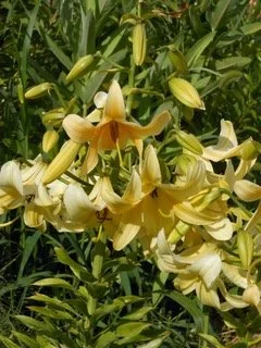 New! 'Dervish' (Sherwin)