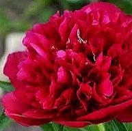 Peony 'General McMahon'