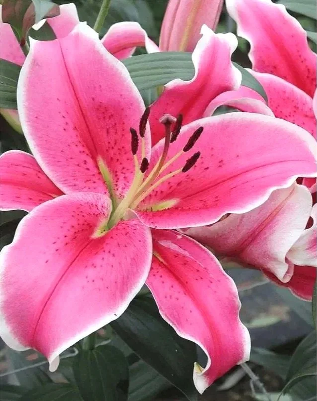 Lilium_El_Capitanjpeg.jpg
