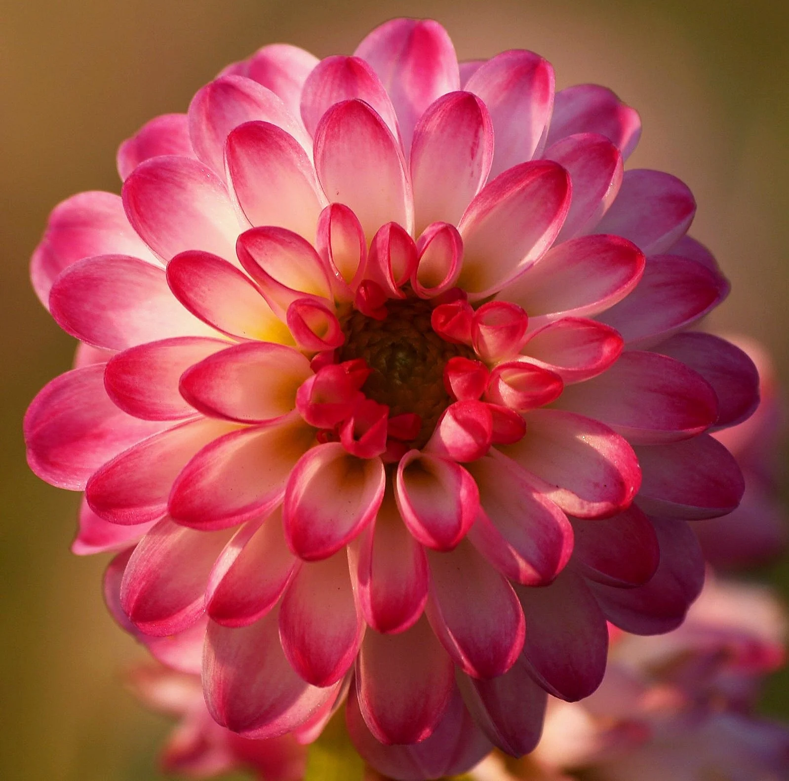 Dahlia+Pink+Isa+P9059285+AY.jpg