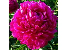 Peony 'Avis Varner'