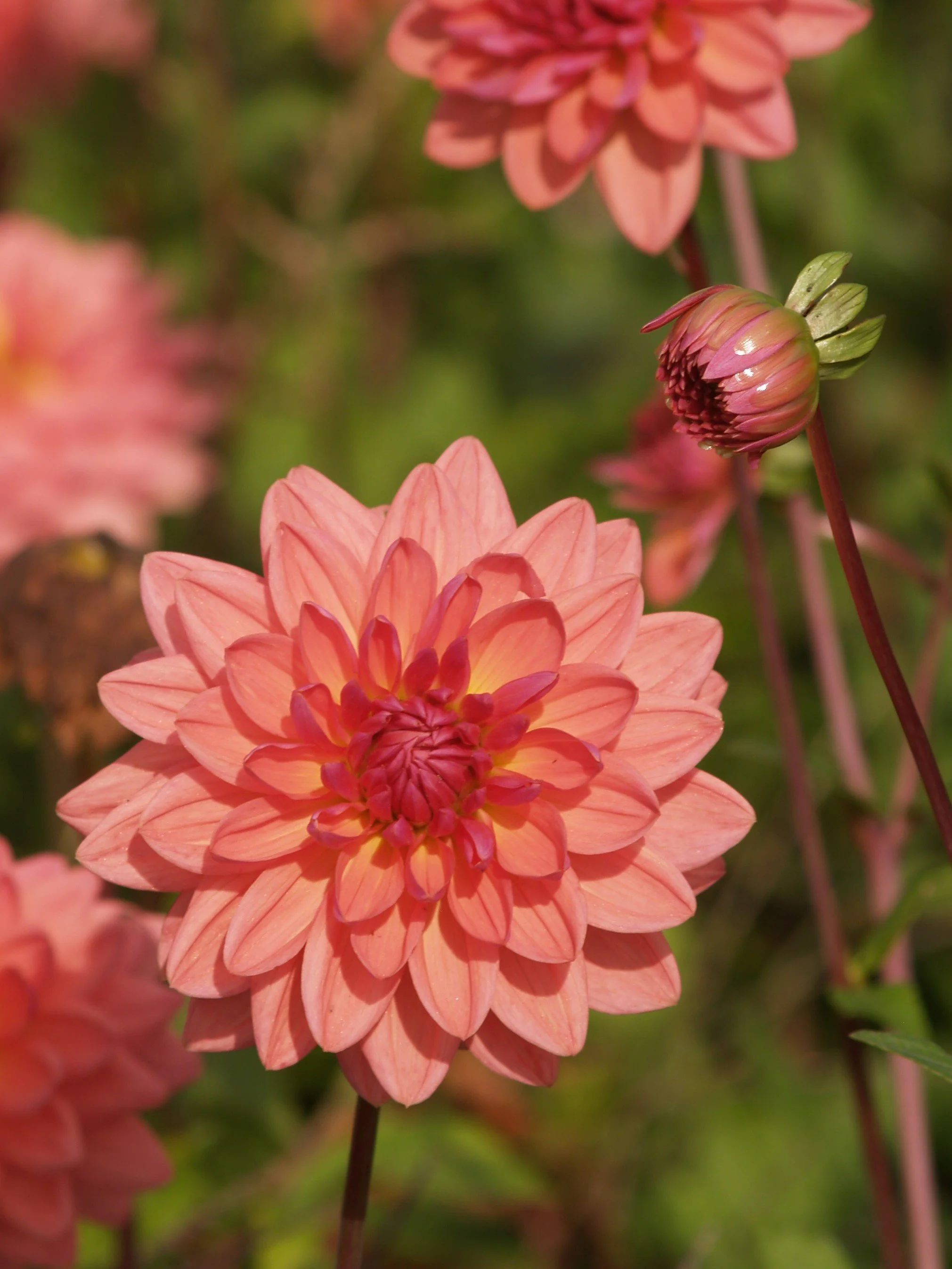 Dahlia 'Dutch Pearl'