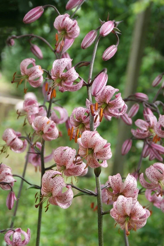 Martagon 'Purple Morning'