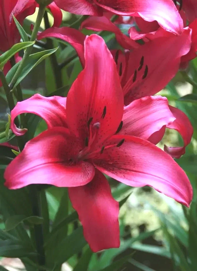 lilium_november_rain_2_27f23a0d84.webp
