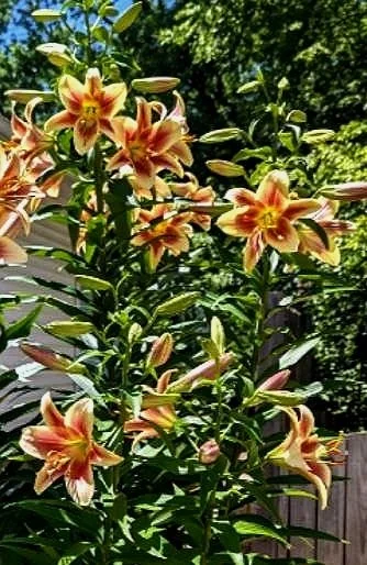 lilium-montego-bay.jpg