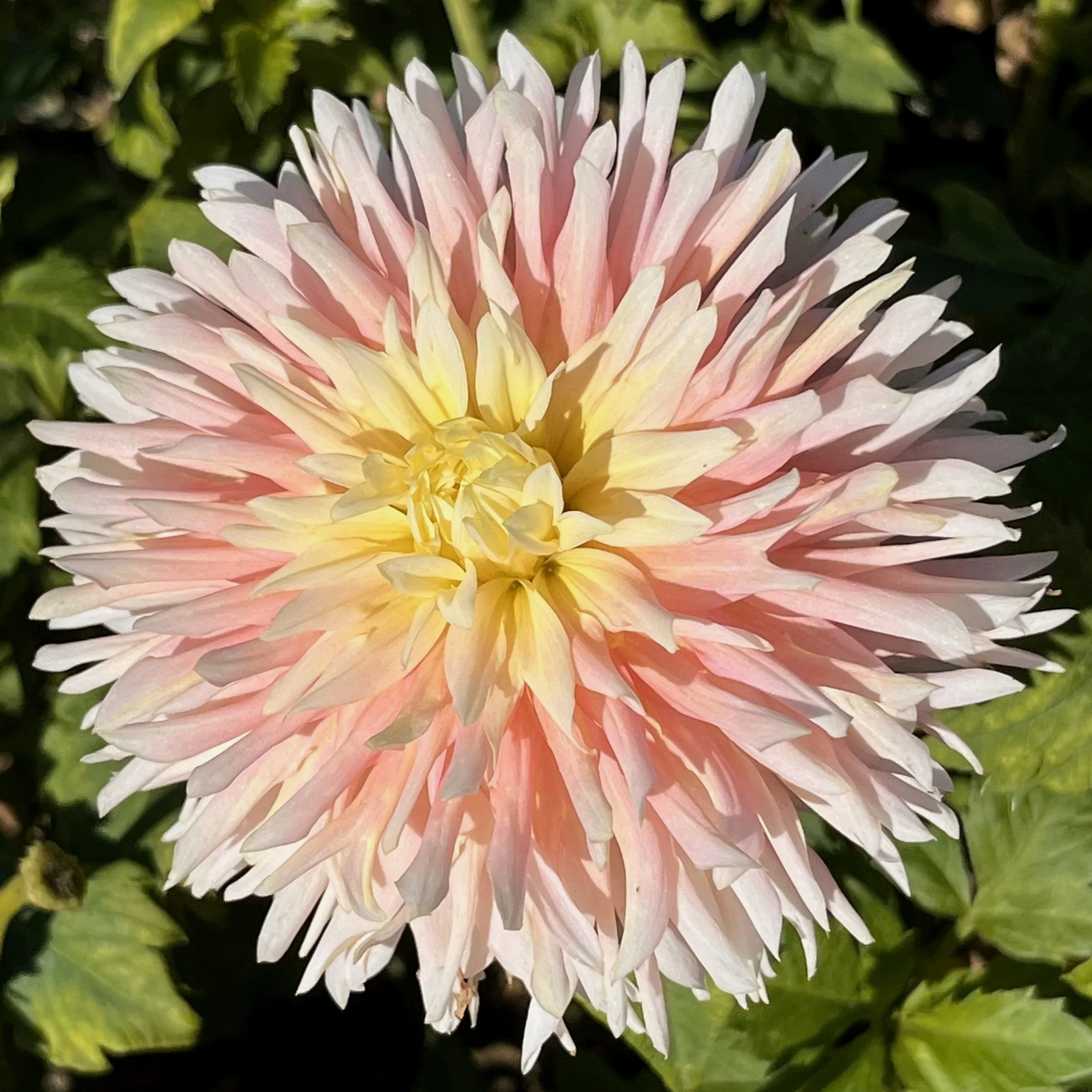 Dahlia 'Just Married'