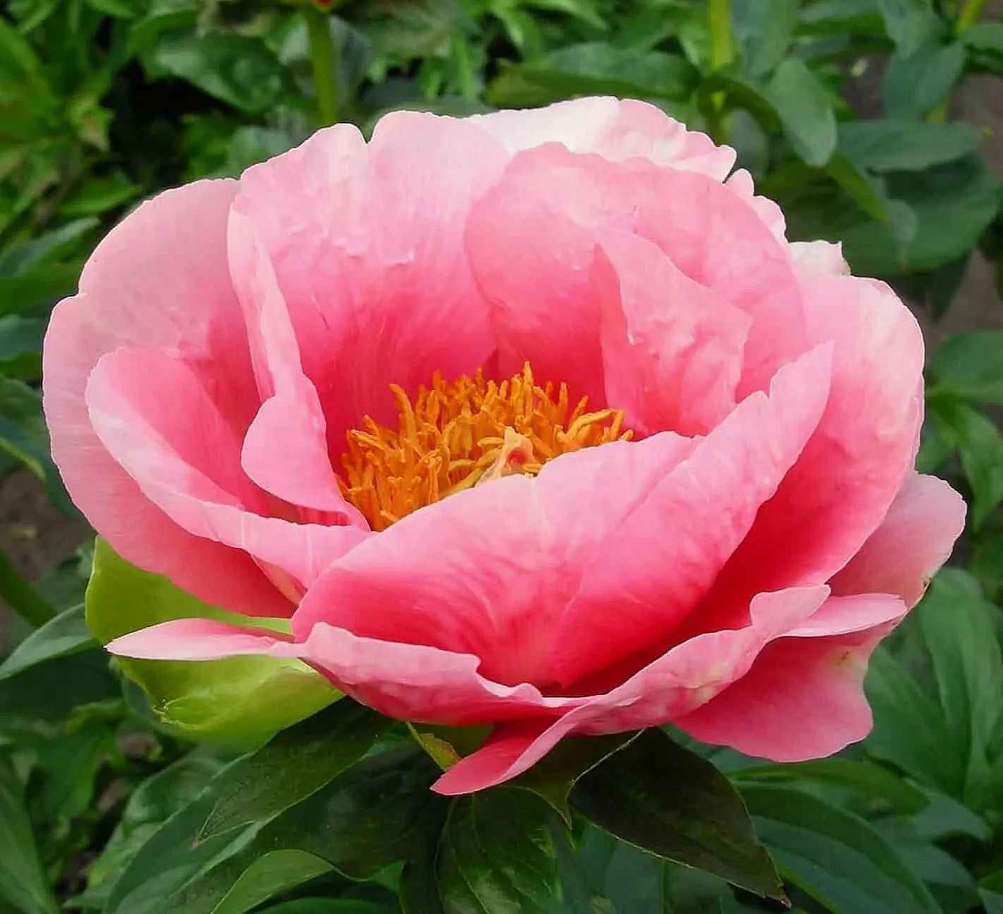 lovely+rose+2.jpg