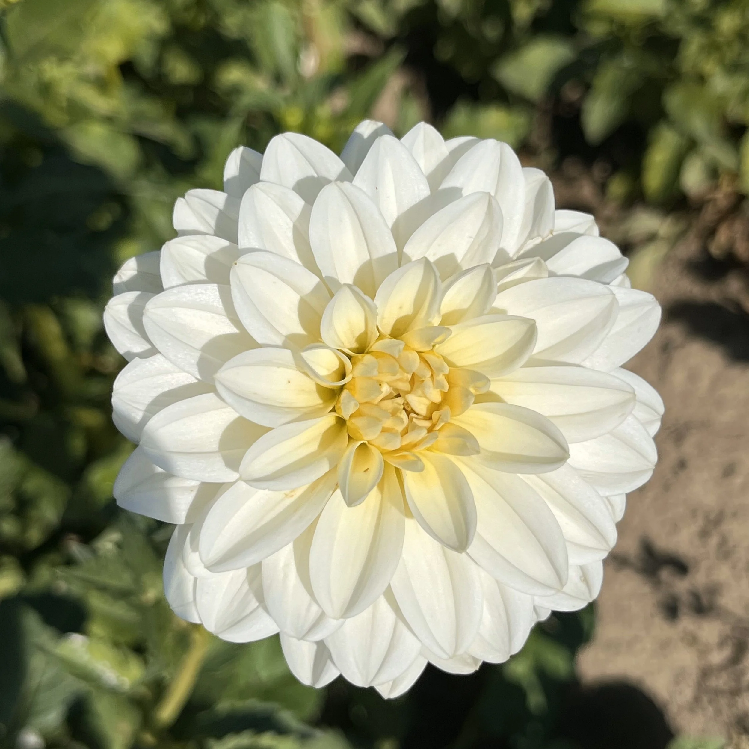 Dahlia 'Bride to Be'
