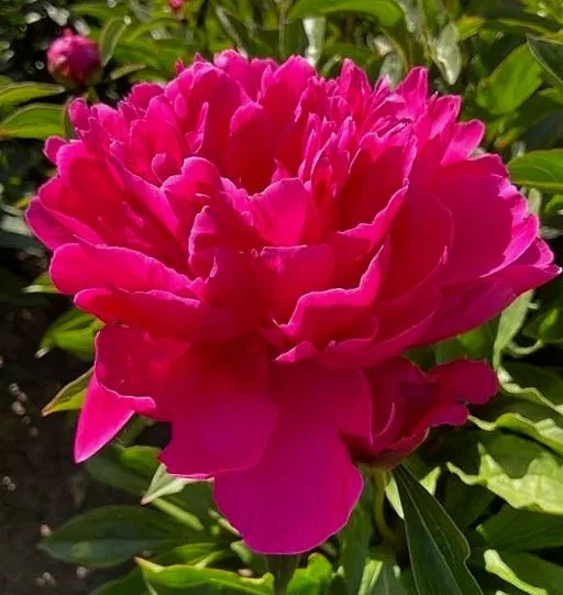 Paeonia-Inspecteur-Lavergne.jpg