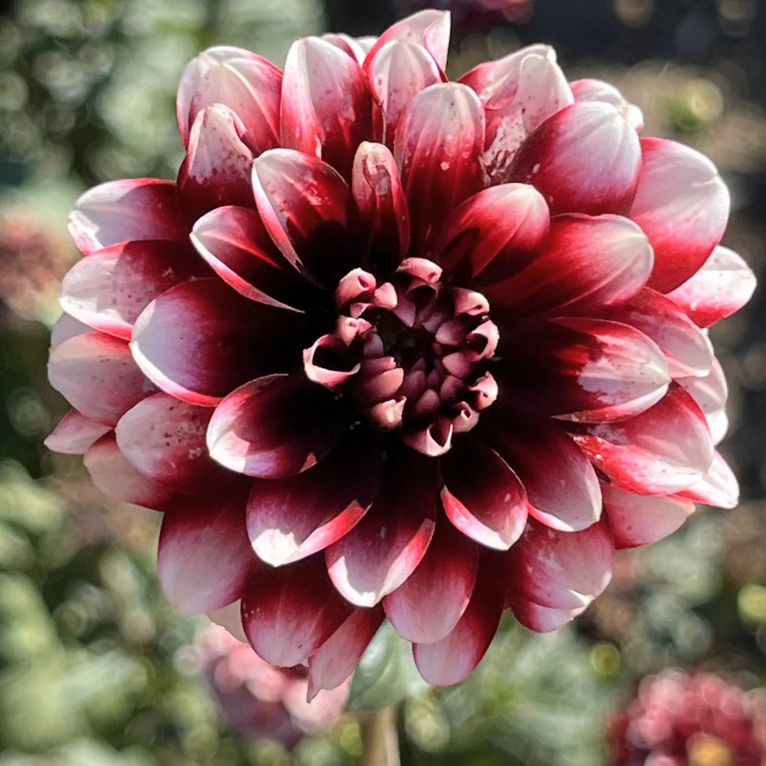 Dahlia 'Yara'