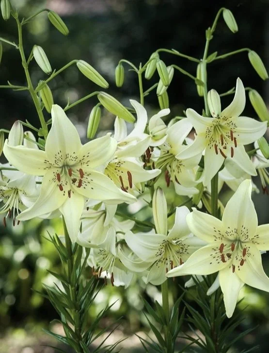 lilium-sweet-surrender-1098.jpg