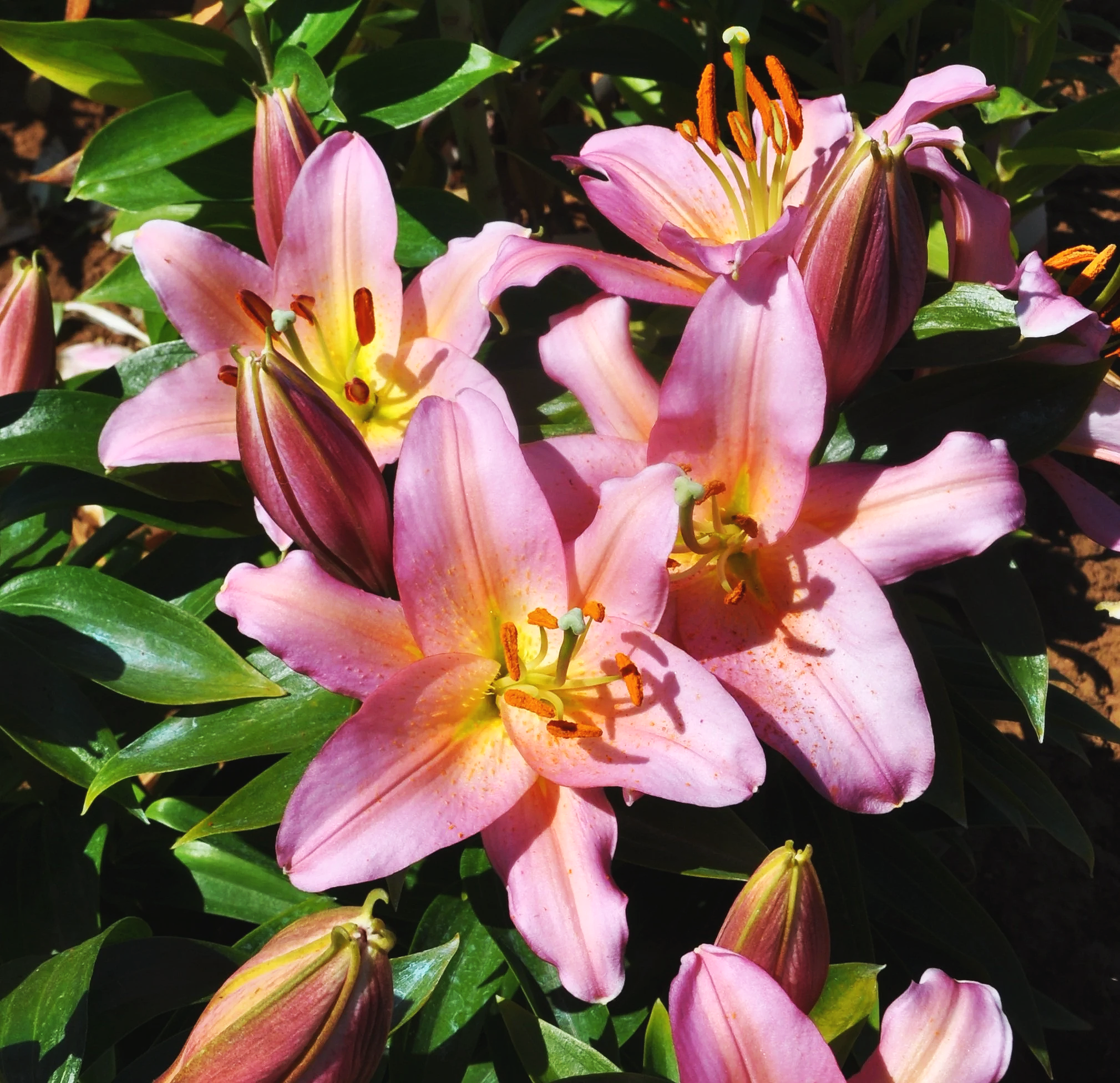 Border+lily+%27Miss+Donna%27.png