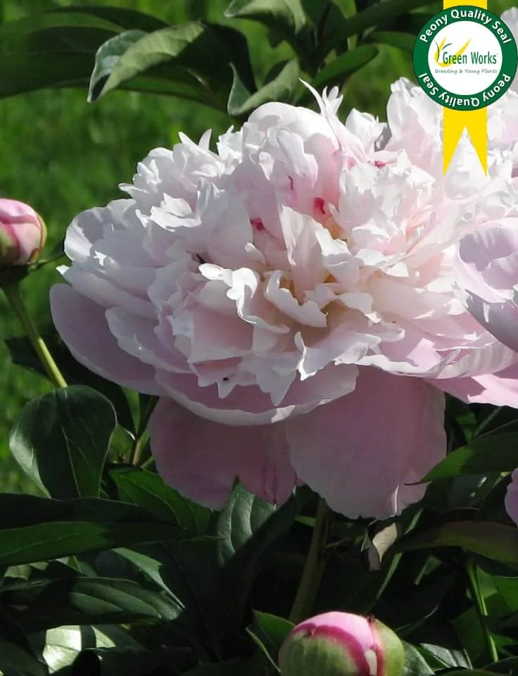 Peony 'Lady Alexandra Duff'
