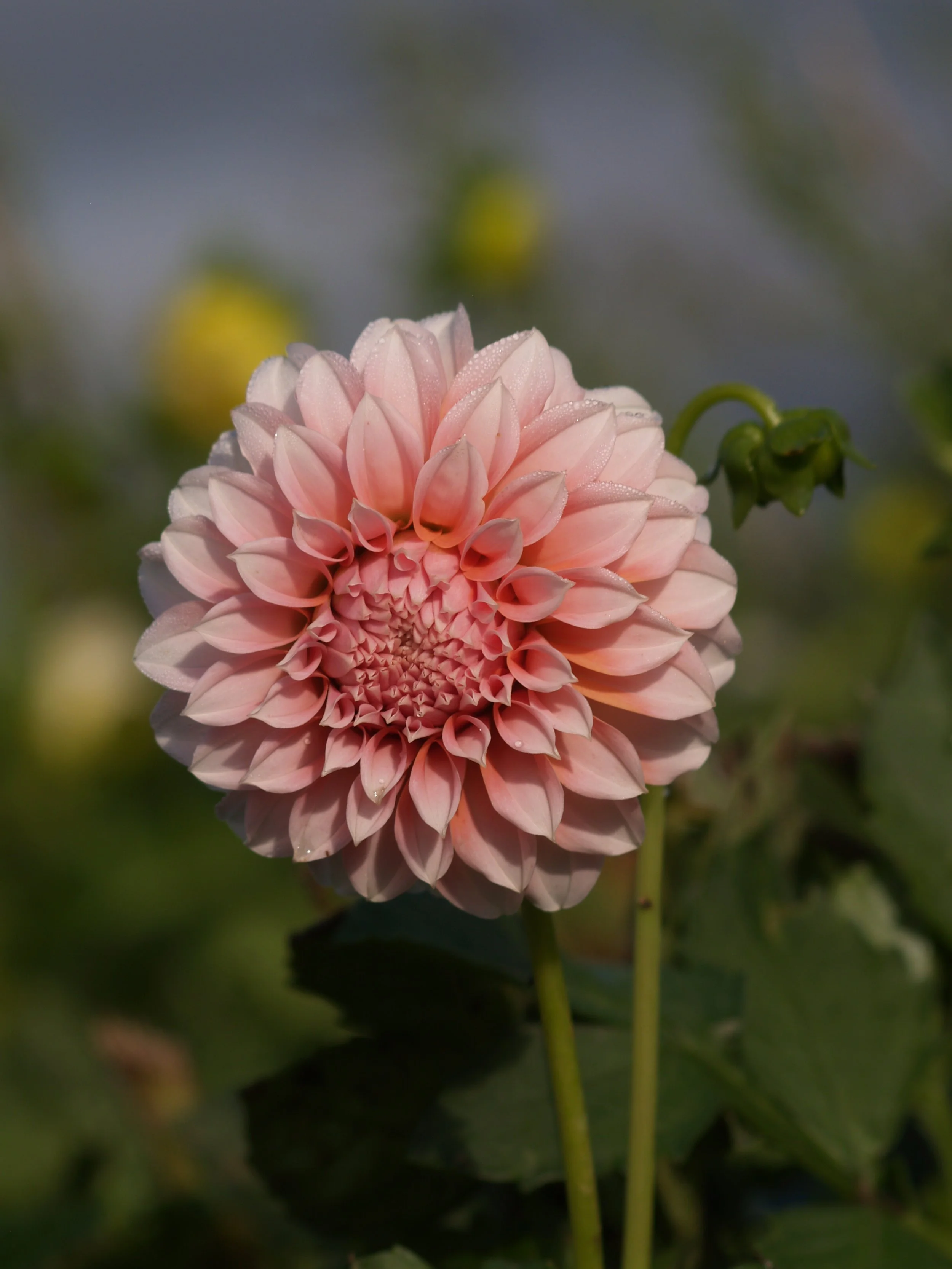 Dahlia 'Peaches'