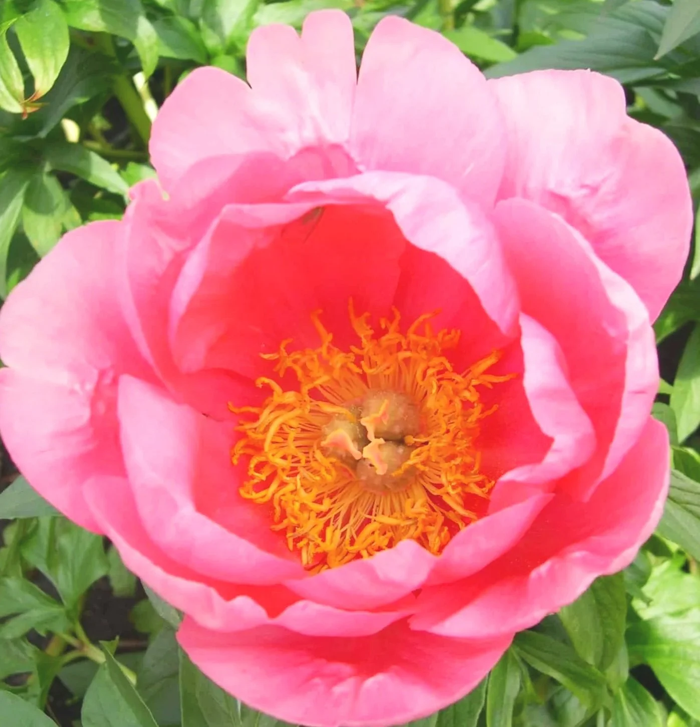 lovely+rose.jpg