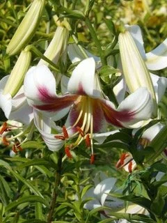 griesback tet strain.jpeg