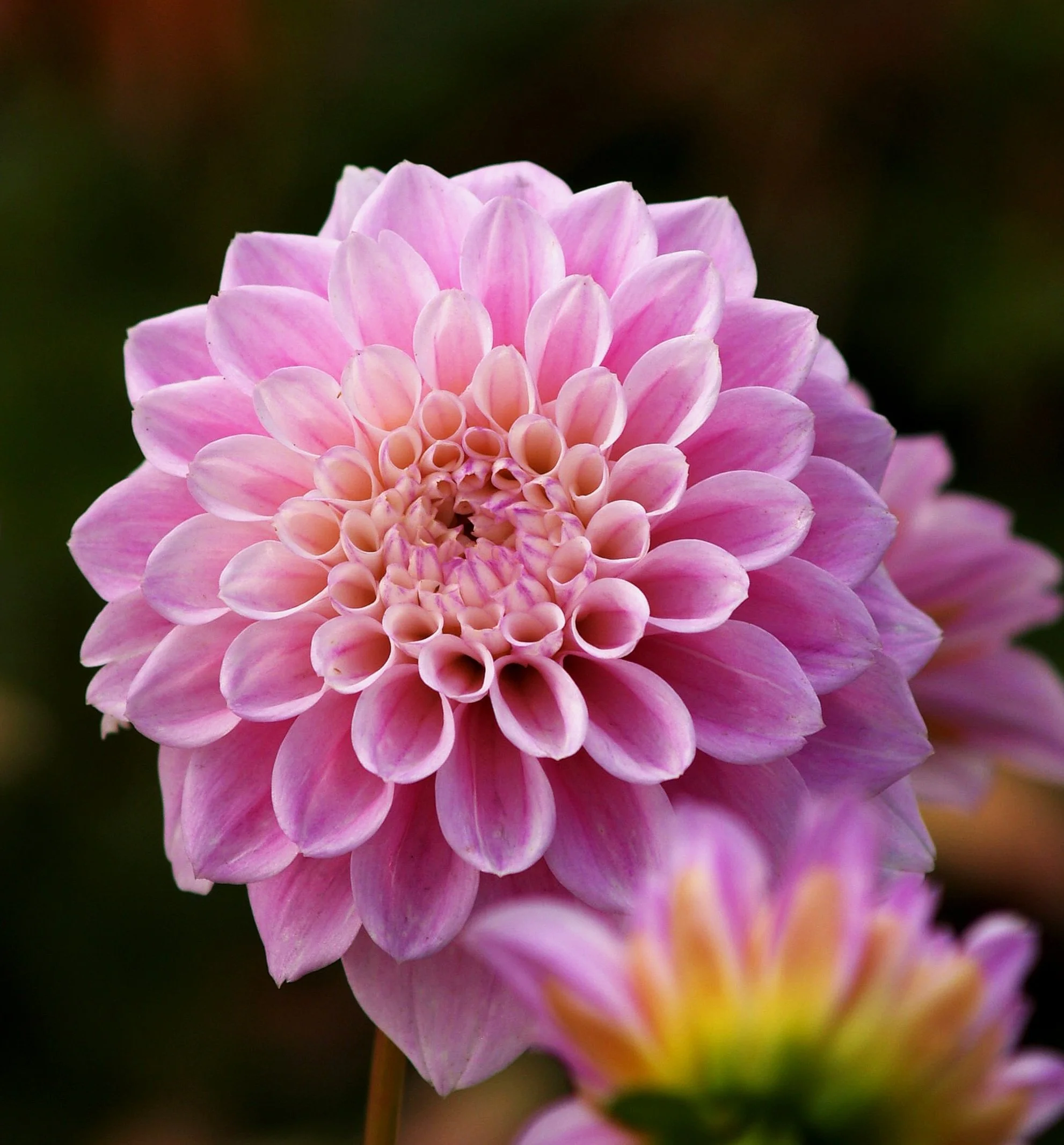 Dahlia+Sweet+Love+PA239469+AY.jpg
