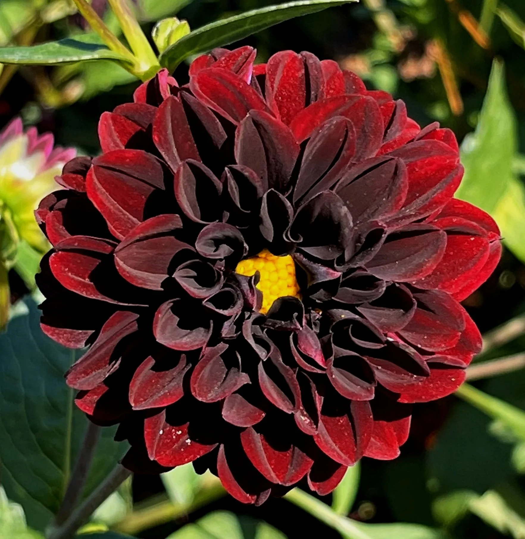 Dahlia 'La Recoleta'